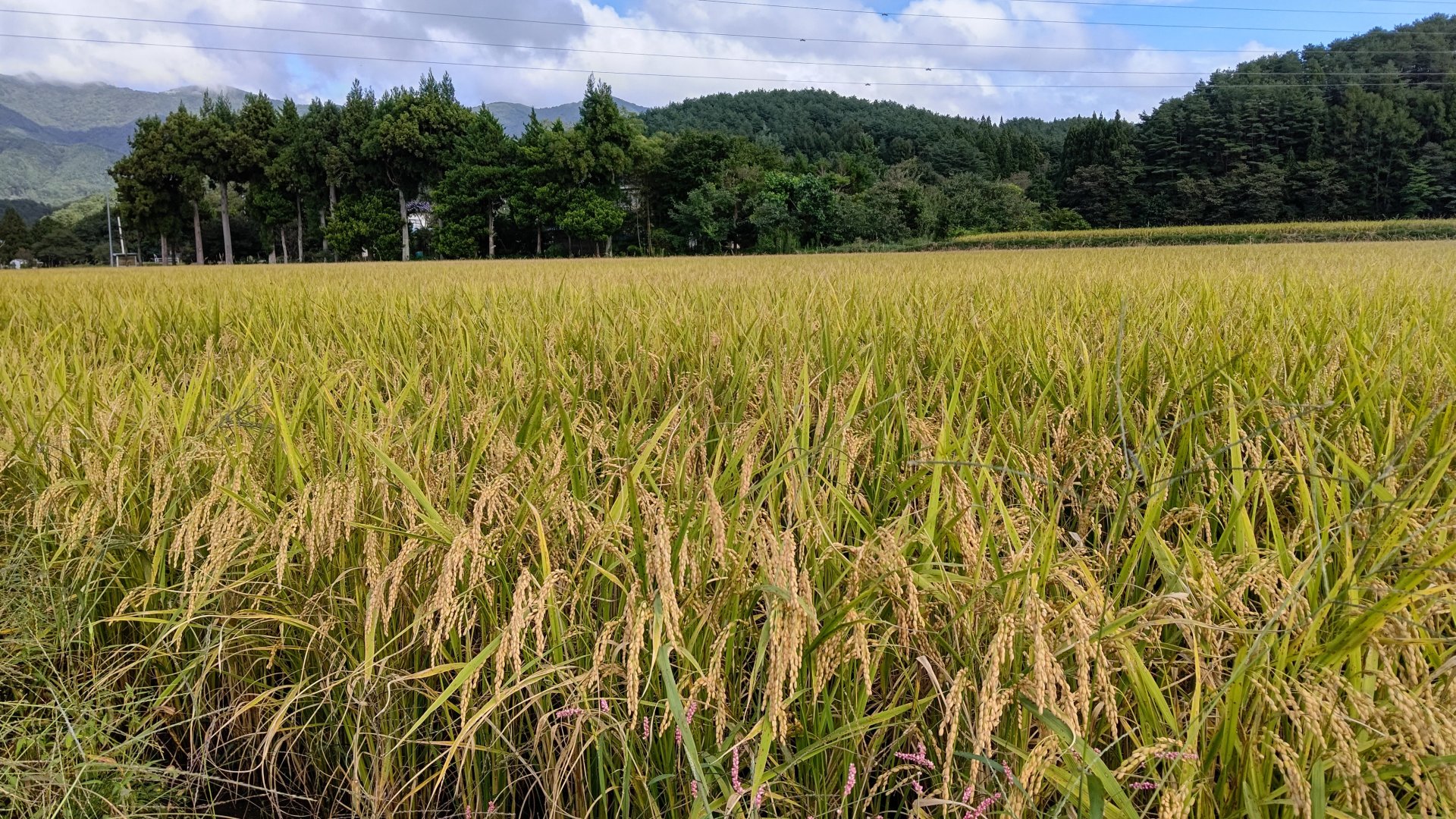 写真3枚目