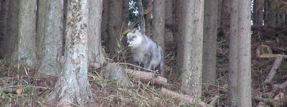 ニホンカモシカの写真
